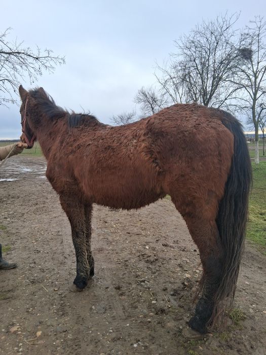 Vând sau schimb iapa