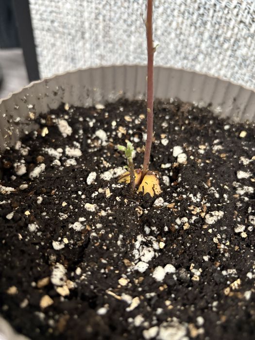 Продаю Дерево авокадо