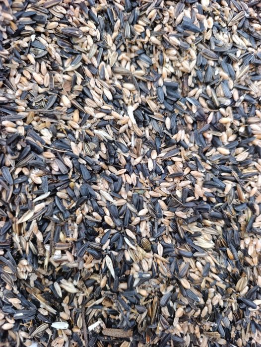 зерно с семечками, овес