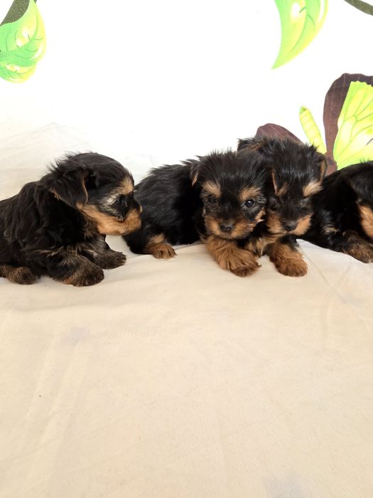 Мини йоркширски териер