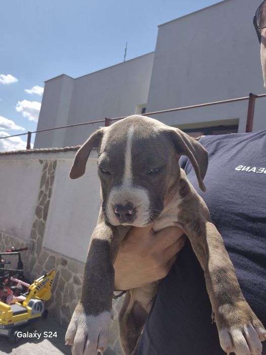 Малки чистокръвни  Питбули