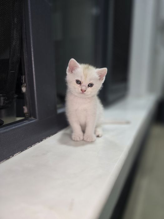 Продаётся котёнка. Британская серебристый шиншилла.