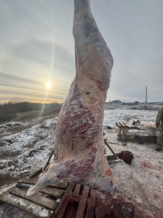 3 жасар сатылады еркек