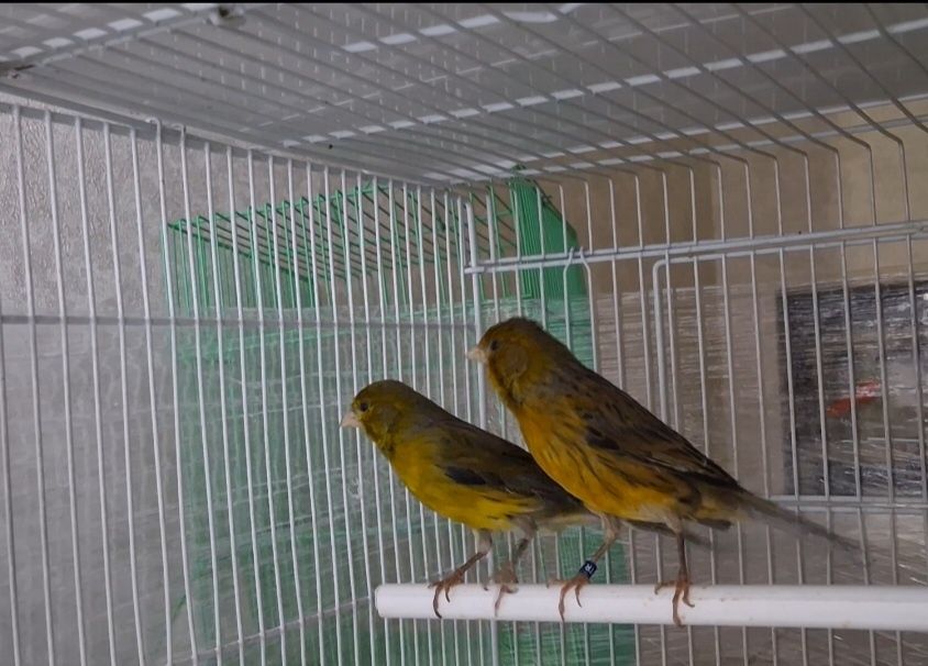 Канарейка пара сатылады.