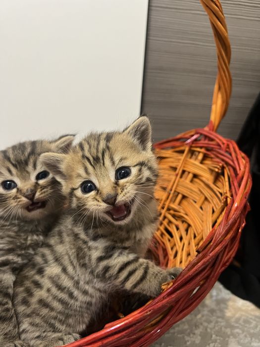 шотландские котята