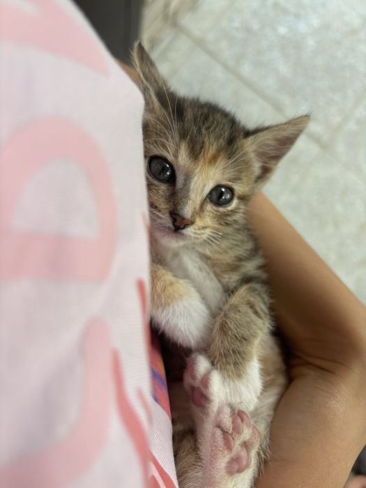 Отдам котика в добрые руки