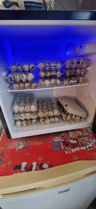 Prepelite ouătoare și ouă