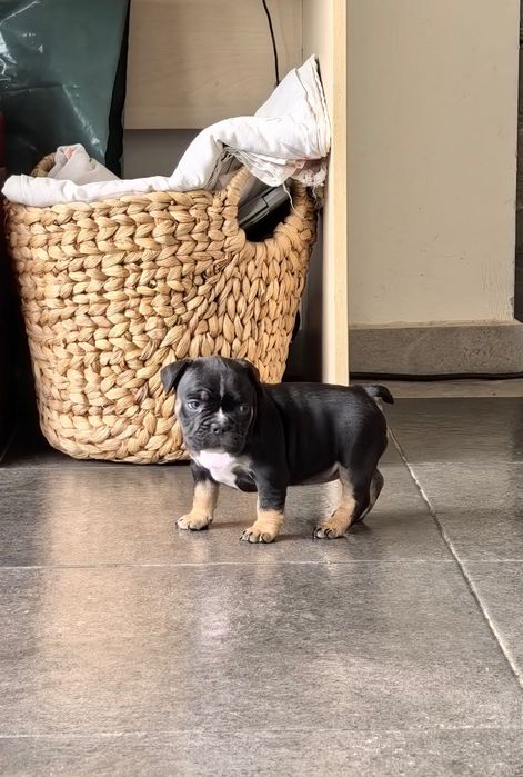 French Bully Кучета