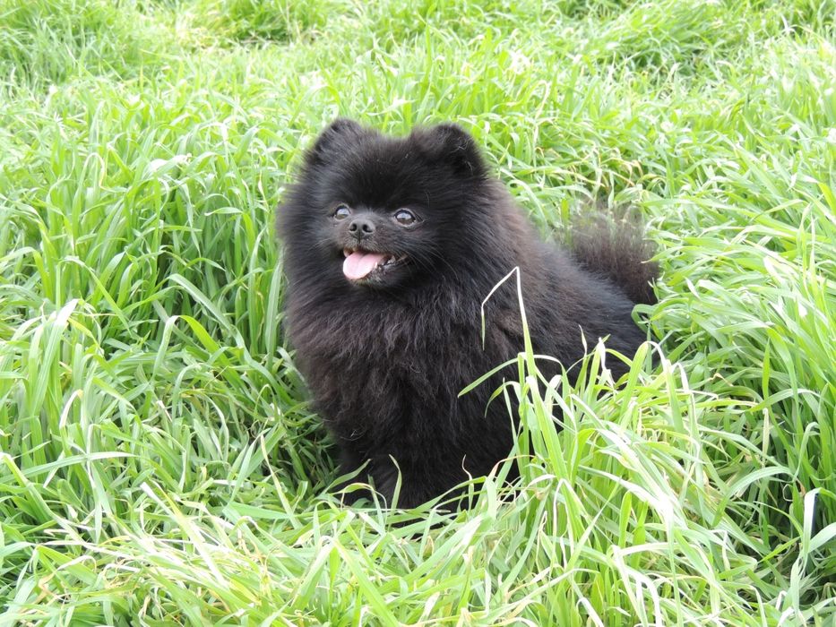 Жених померанского шпица ищет невесту !