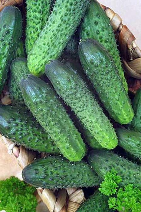 Продам свежие дачные огурцы