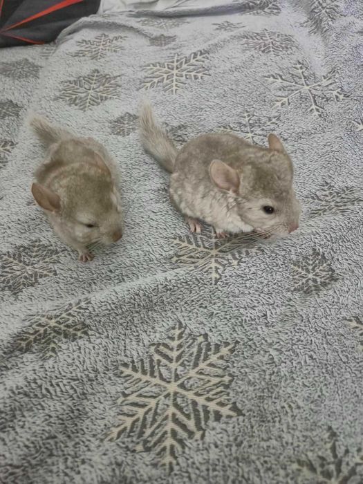 Продам щенков шиншиллы