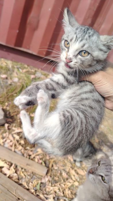 Дарю котят: 3 мальчика и 1 девочка