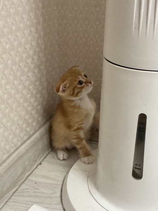Котенок шотландский вислоухий