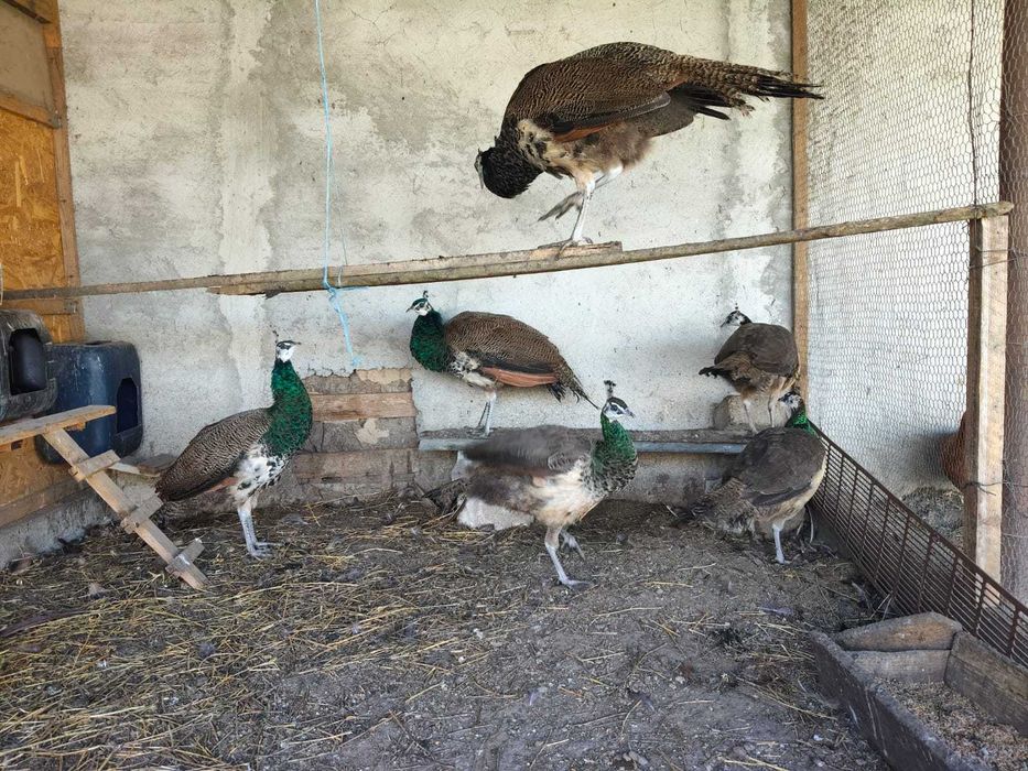 Animale de companie și pasari