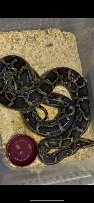 Тигровый питон кпупная змея