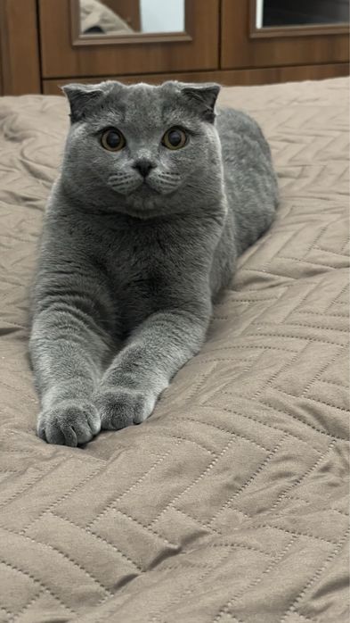 Кот британец вислоухий