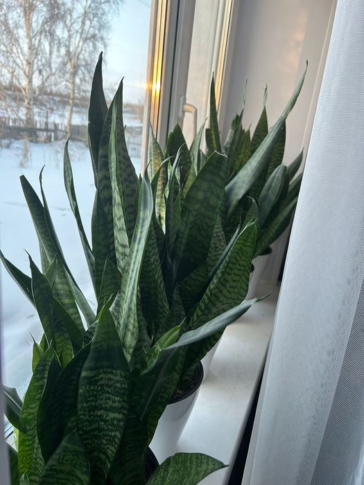 Сансиверия Робуста