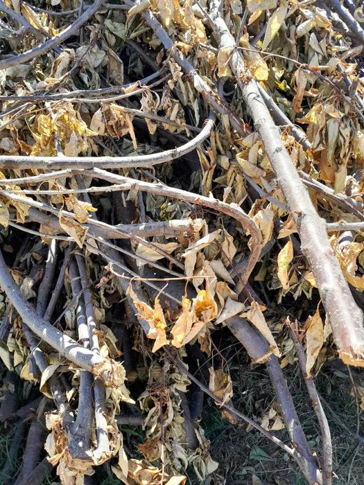Обрезанные ветки деревьев — бесплатно, самовывоз