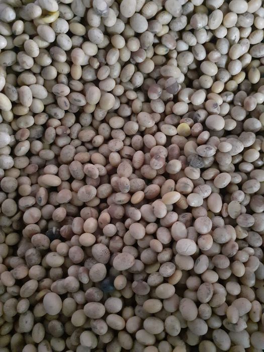 Soia consum de vânzare