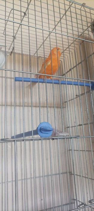 Канарейки продаются