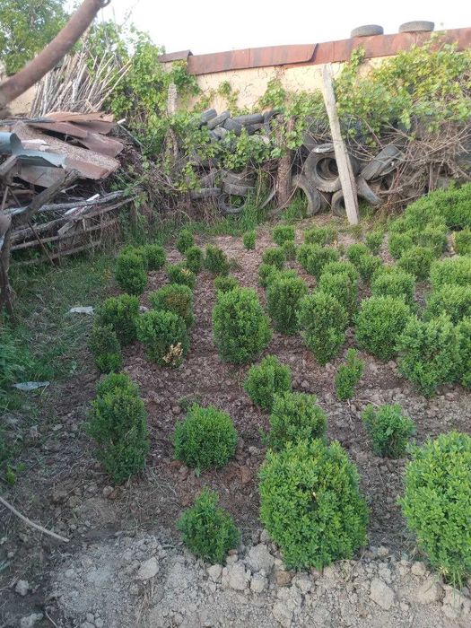 Shamshod Sotiladi 5 yillik