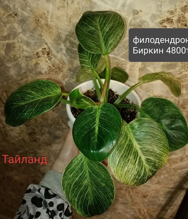 Филодендрон 4500т