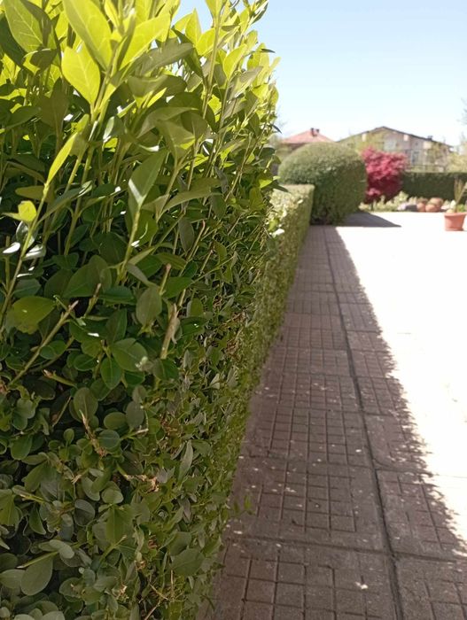 Лигуструм (жив плет)