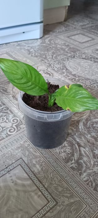 Спатифиллиум ( женское счастье)