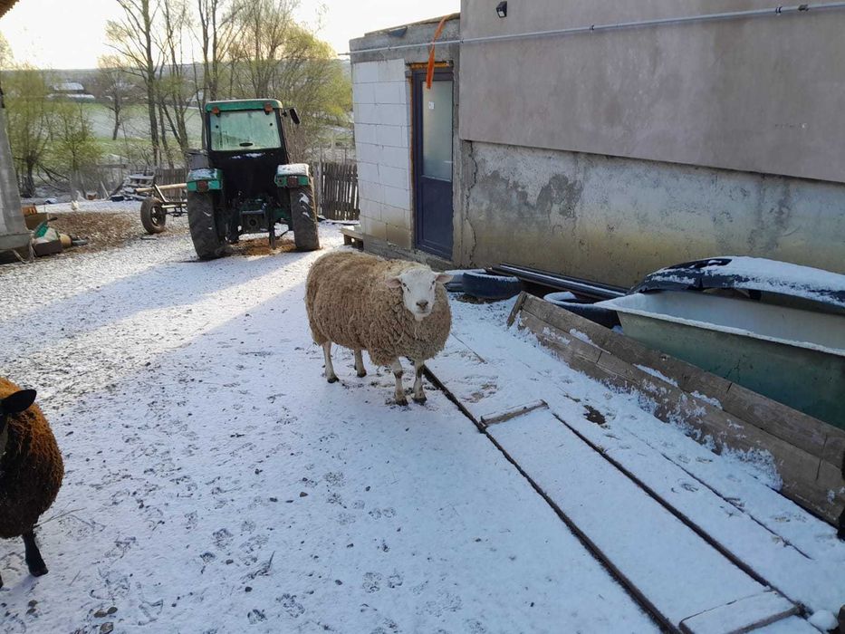De vanzare berbecuți si berbec rasă de carne