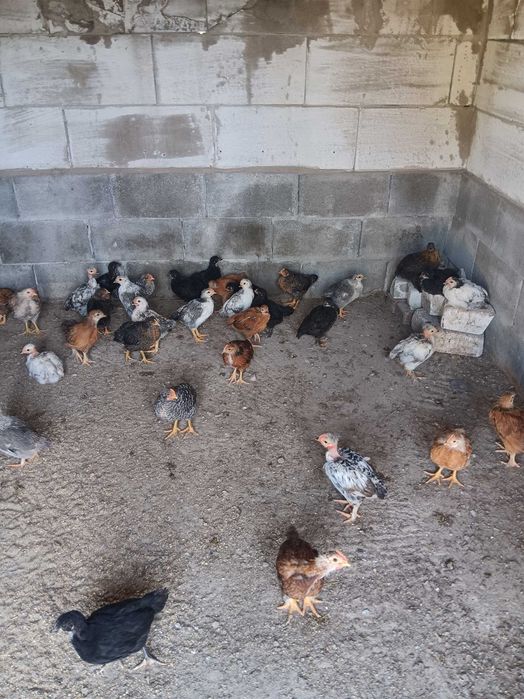 Pui de casă rasă mixtă