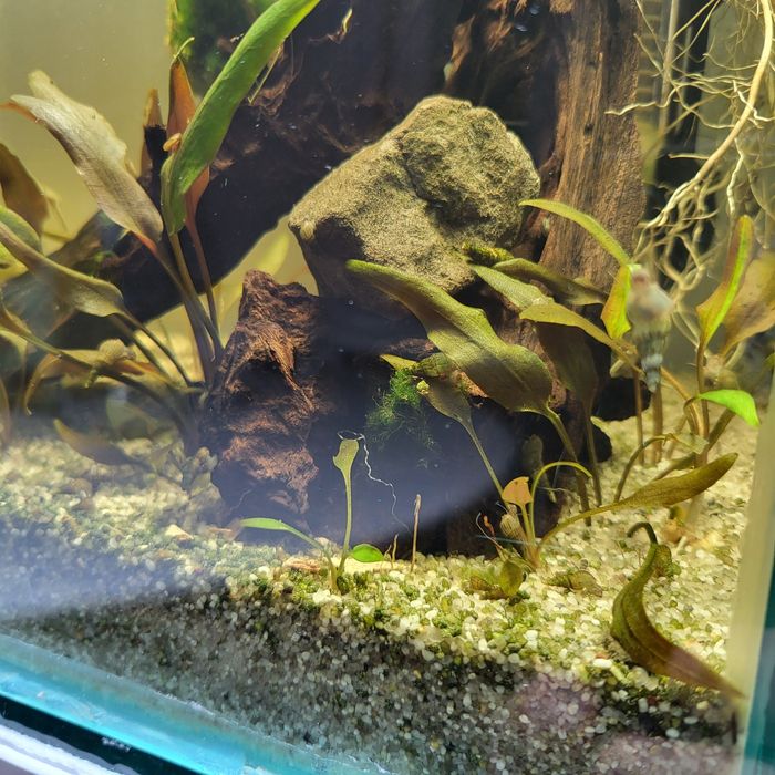 acvariu complet echipat