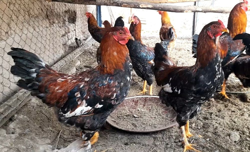 Juja xurozlar xar xil rangli