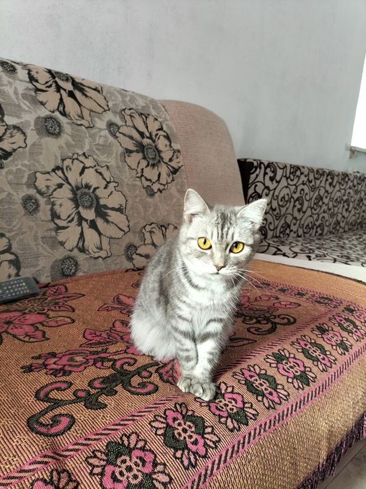 Подарю Котёнка (девочка)