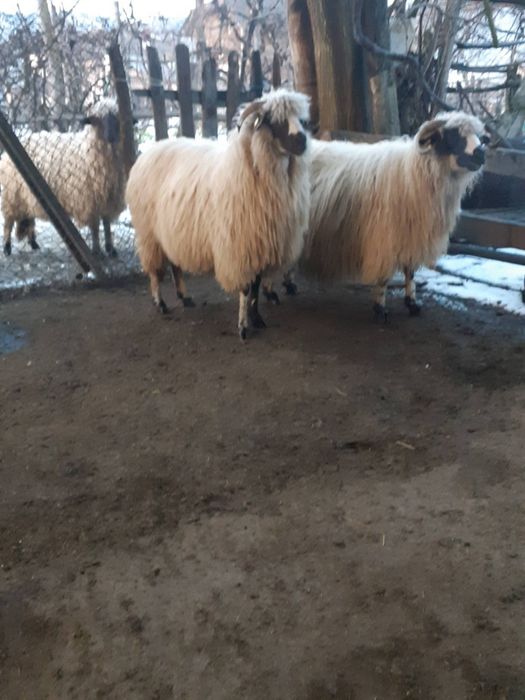 Vând 3 oi cu miei si una gestantă.
