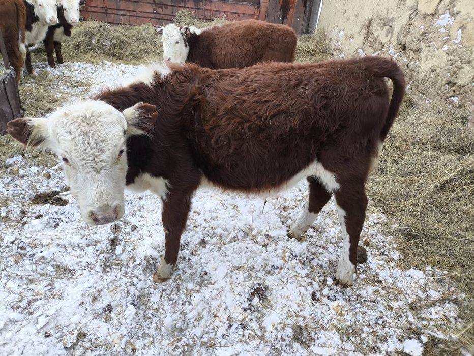 Баспак сатылады еркек