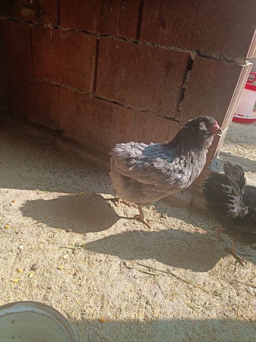 Pui de rasa araucana