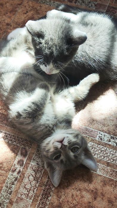 Отдам котят в добрые руки