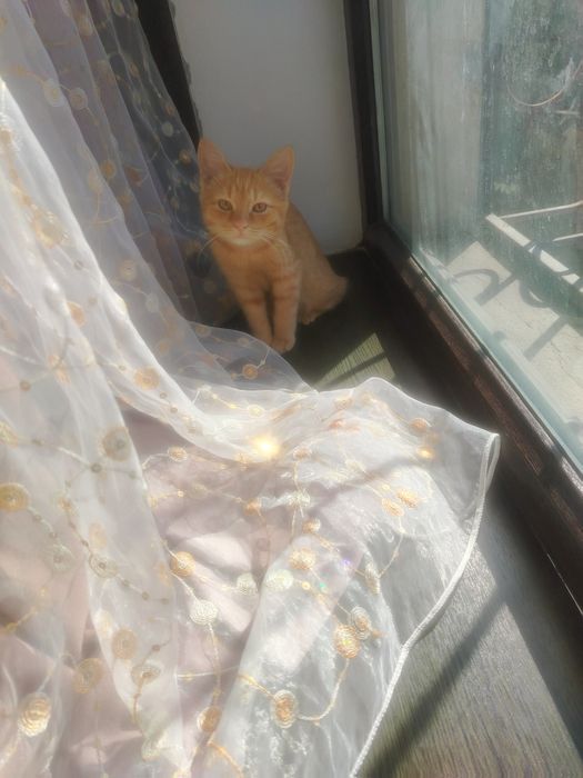 Даром отдам котенок