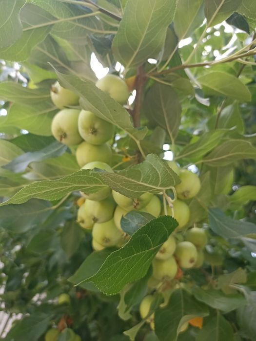Продам дом с.Жибек жолы