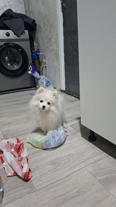 Мини Померанский щпиц мальчик