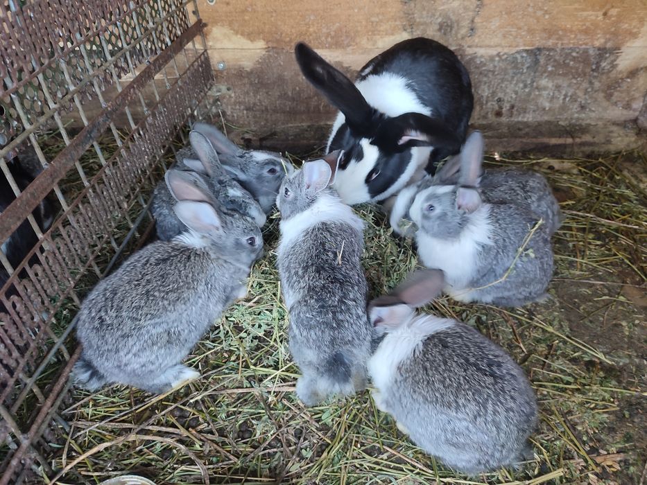 Vând iepurași mai multe rase