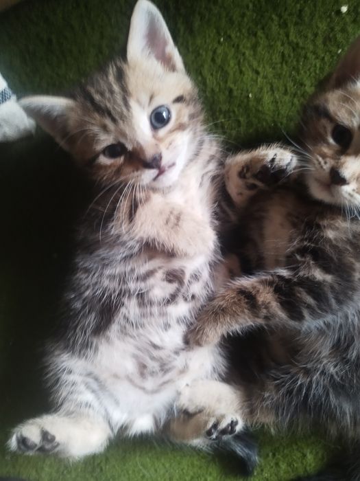 Отдам даром котят
