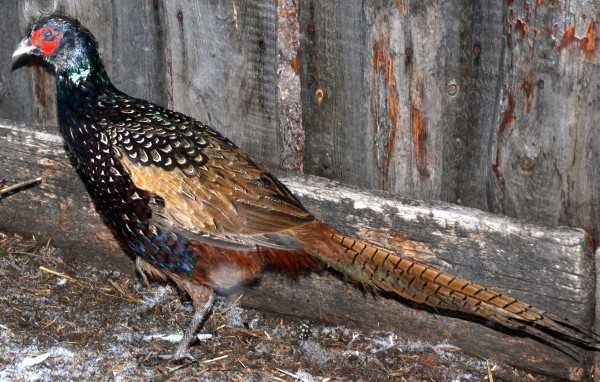 Фазан Румынский, Московский