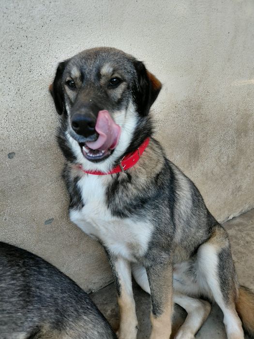 Adopție metis de Huski