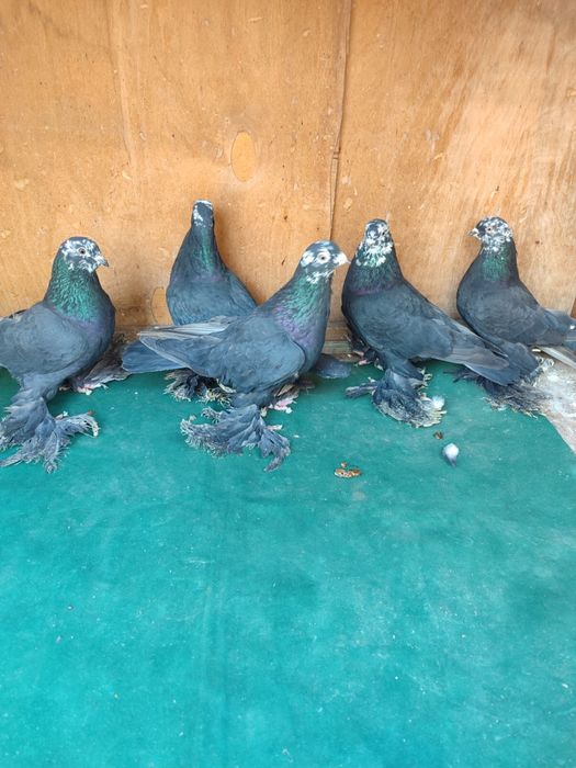 Продам голубей молодежь 2025 года