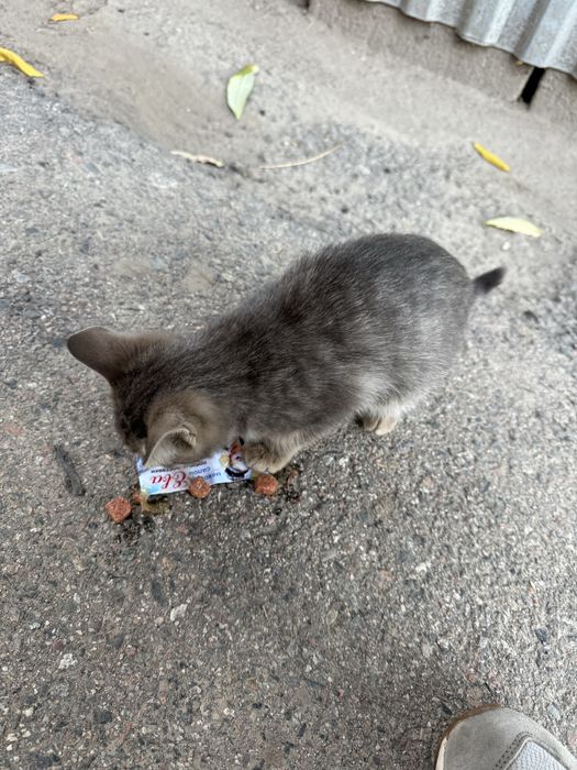 Отдам котенка срочно