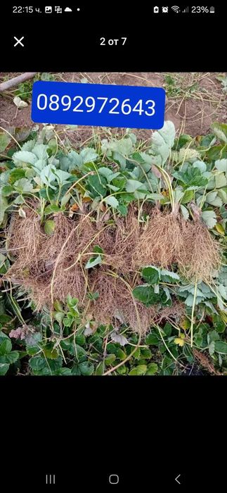 Разсад ягоди  целогодишни сортове