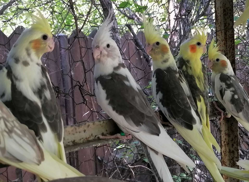 Puiuți papagali Nimfa, inelati 2025