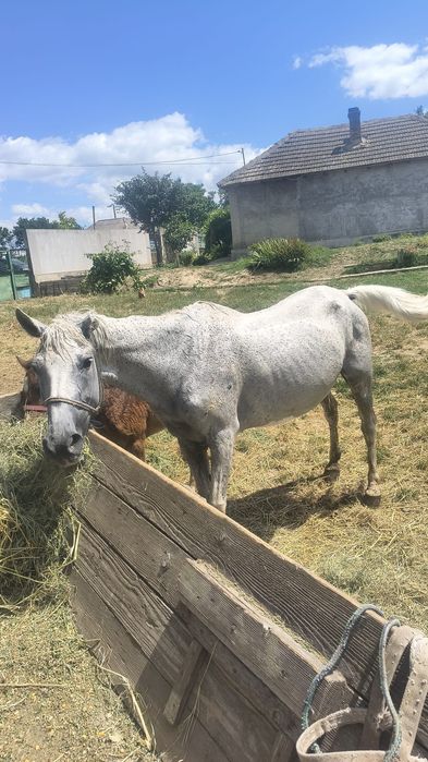 Iapă de vânzare cuminte pozele sunt de acum 3 luni nu este a mea daca vreți sa vedeți cum arată acum mă sunați iapa acum este grasă