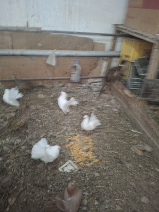 Павлин кептерлер.